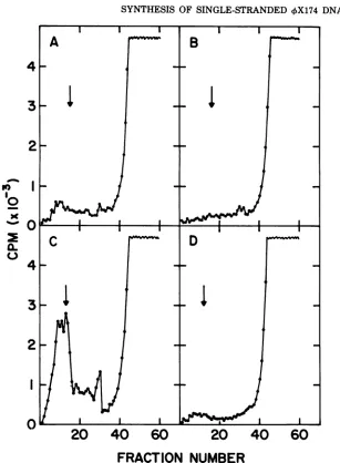 FIG. 8.[3H]thymidine80atThis 115 min Zone sedimentation of pulse-labeled intracellular 4X1 74 DNA extracted from LD332 (dnaC's)
