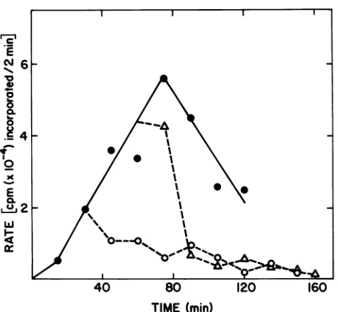 FIG.10.fromsucroselabeledtemperature-insensitivenormalizedinsensitive Relative amounts ofOX1 74 RF DNA and SS DNA synthesized at 30 C in H502, in a spontaneous revertant ofLD332, and in LD332