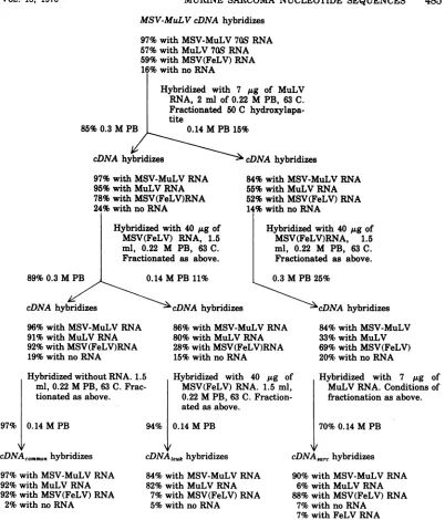 FIG.1. Fractionation scheme ofMSV-MuLV cDNA.