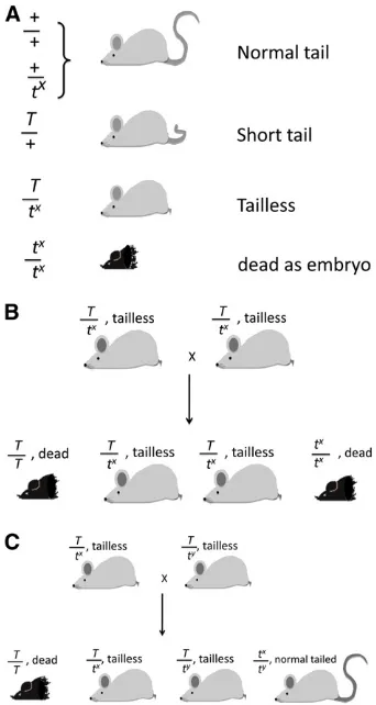 Figure 2 Tail phenotypes and genotypes inwill not resemble Mendelian ratios because the male transmits thehaplotype to 99% of the progeny