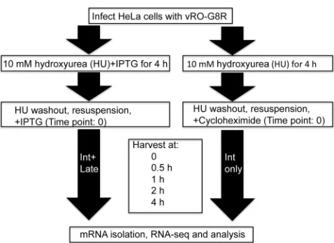 FIG. 1. Flowchart for intermediate (Int) and late mRNA analyses.HeLa S3 cells infected with vRO-G8R at a multiplicity of infection of
