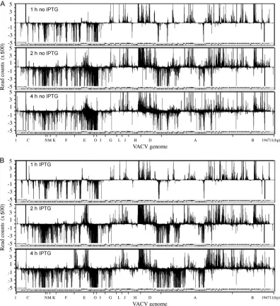 FIG. 2. Temporal expression of VACV mRNAs following removal of HU. HeLa cells were infected with vRO-G8R in the absence orpresence of IPTG as outlined in Fig