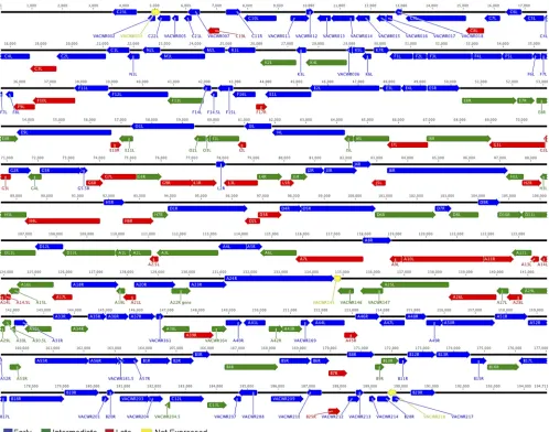 FIG. 8. VACV transcriptome map. VACV WR ORFs are shown as colored arrows indicating the direction of transcription