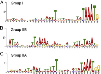 FIG. 9. Motif logos of VACV promoters. Motifs were generated by the program MEME using sequences spanning 50 nt upstream and 4 ntdownstream of the start codons