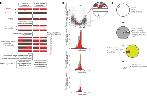 Figure 6 CloudMap Hawaiian Variant Mapping with WGS Data strategy. (A) Schematic presentation of a previously described one-step strategy forwhole genome sequencing and mapping (Doitsidou et al