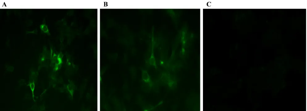 FIG. 3. IFA of LMH chicken liver cells following transfection with capped RNA transcripts from an avian HEV infectious clone and its derivedcomplete HVR deletion mutant
