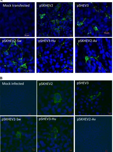 FIG. 4. Replication competency of chimeric hepatitis E viruses with swapped HVRs in Huh7 cells and infectivity in HepG2 cells