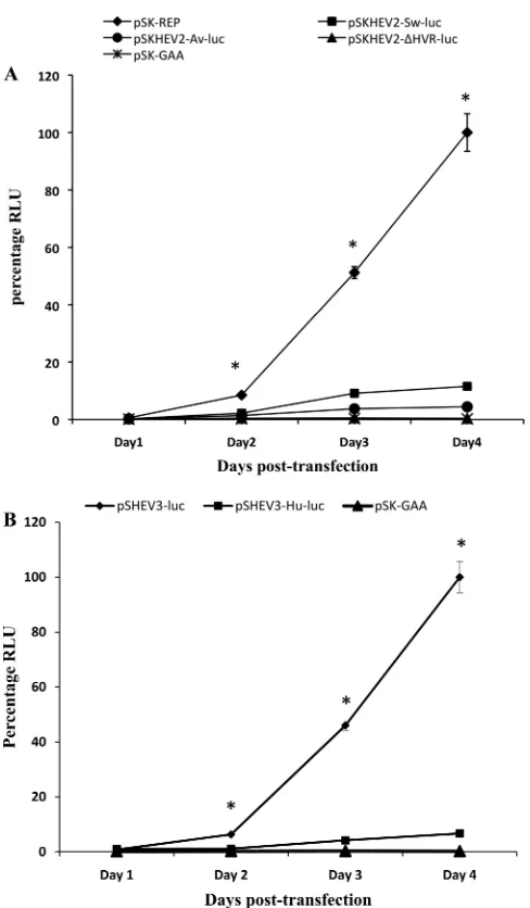 FIG. 5. Replication kinetics of chimeric HEV luciferase repliconswith swapped HVRs. (A) Replication kinetics of the wild-type geno-