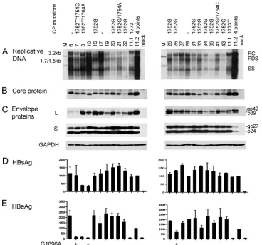 FIG. 1. Comparison of genome replication and protein expression/secretion among Chinese genotype B isolates