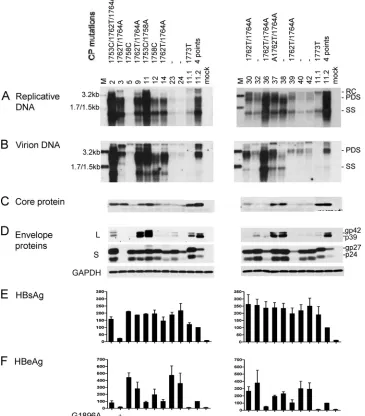 FIG. 2. Comparison of genome replication, virion secretion, and protein expression/secretion among Chinese genotype C isolates