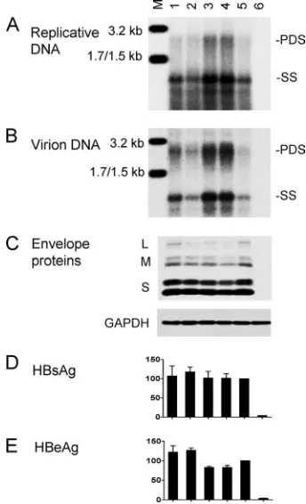FIG. 3. Biological impacts of core promoter mutations introducedto a genotype C clone