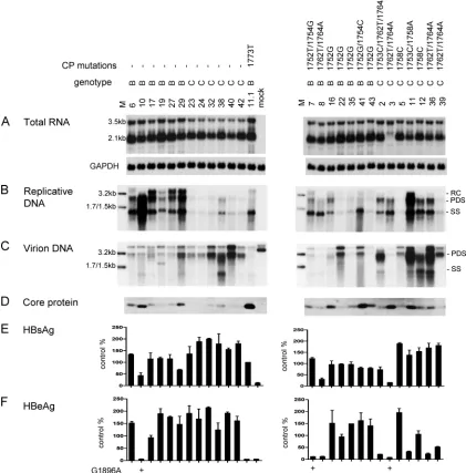 FIG. 5. Comparison of RNA transcription, genome replication, virion secretion, and viral protein expression/secretion between Chinesegenotype B and genotype C isolates