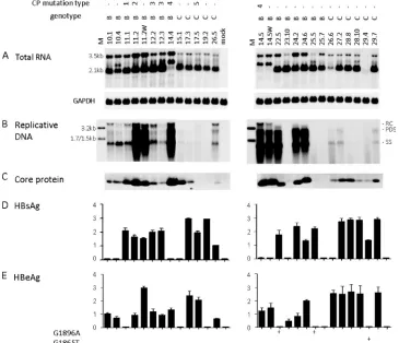 FIG. 6. Comparison of RNA transcription, genome replication, and protein expression/secretion between U.S