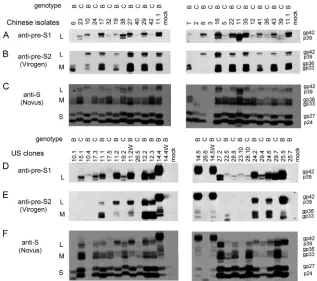 FIG. 7. Veriﬁcation of different virion secretion capacities betweengenotype B and C isolates