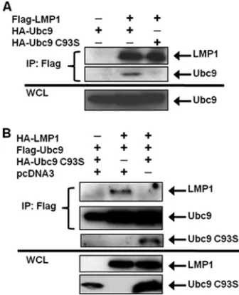 FIG. 2. EBV LMP1 interacts only with enzymatically active Ubc9.(A) 293T cells were transfected with FLAG-LMP1 and HA-Ubc9 or