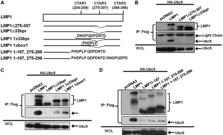 FIG. 4. LMP1 CTAR3 is required for its interaction with Ubc9. (A) Diagrammatic alignment of LMP1 mutants