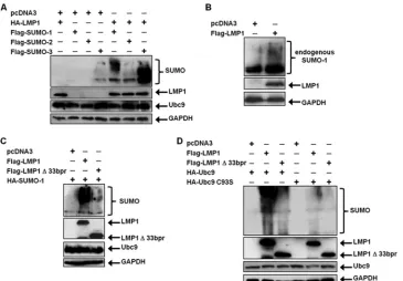 FIG. 5. LMP1 induces the sumoylation of cellular proteins. (A) 293T cells were transfected with vector control or HA-LMP1 and FLAG-SUMO-1, FLAG-SUMO-2, or FLAG-SUMO-2