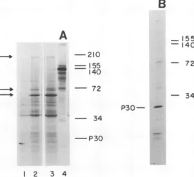 FIG.1.Eachprogrammedgive[35S]methionine-labeledForcell-freeequivalentrespectively);(42,000and Electrophoretic analysis ofcell-free system products and the polypeptides ofpurified MuLV