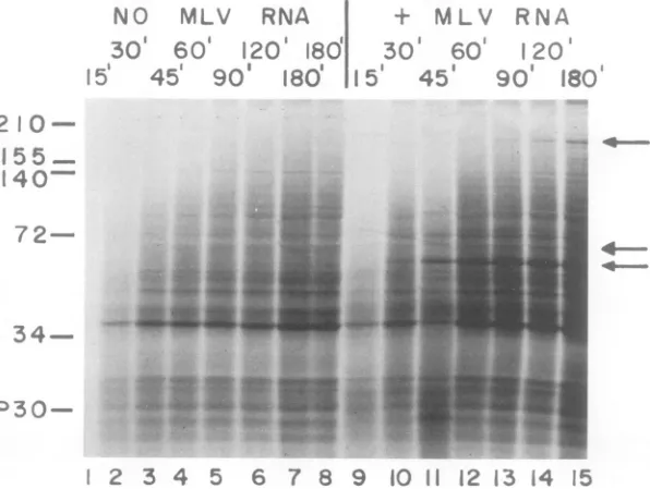 Fig. 4,printsgrammed 5).The products made in response to MuLVRNA were clearly different from those pro- by EMC RNA (Fig