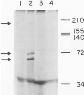 FIG. 3.andacrylamideRNA:HeLastained,anti-MuLVandlegendrum.systemtem Immune precipitation of the cell-free sys- products synthesized in response to MuLV RNA
