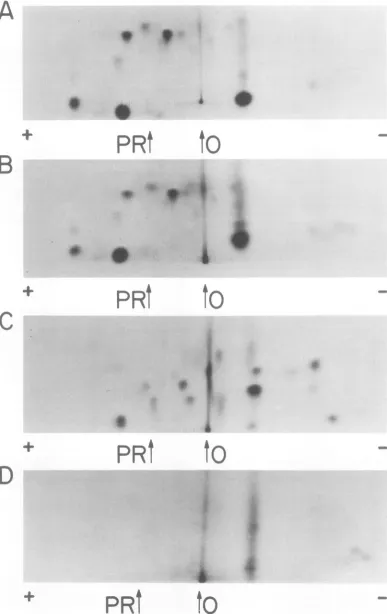 FIG. 4.responsein response Fingerprint analysis of tryptic digests of polypeptide products formed in the cell-free system in to MuLV or EMC RNAs