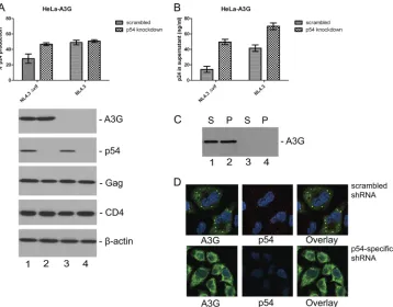 FIG. 7. Lack of A3G complex formation reverses the decrease in HIV-1 production. (A) The graph shows percent p24 production fromHeLa-A3G cells (that stably express A3G) that were transfected with CD4 and either scrambled or RCK/p54-speciﬁc shRNAs
