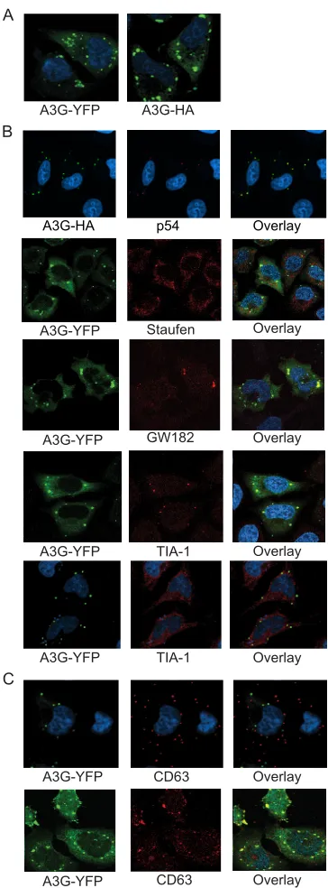 FIG. 1. APOBEC3G partially colocalizes in HeLa cells with RNAgranules and late endosomes