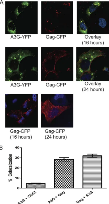 FIG. 2. HIV-1 Gag transiently colocalizes with A3G complexes.(A) HeLa cells cotransfected with A3G-YFP (green) and HIV-1 Gag-