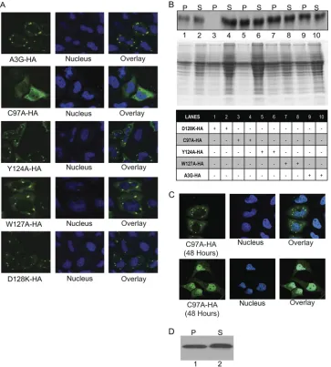 FIG. 3. C97A A3G is delayed in A3G complex formation, compared to the wild type and other mutants