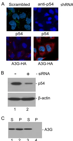 FIG. 6. shRNA knockdown of RCK/p54 abrogates formation ofP-bodies and A3G complexes. (A) HeLa cells were transfected with