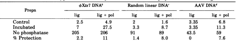 TABLE 3. Formation ofprotected 5' ends by incubation with DNA polymerase and DNA ligase" DNAN
