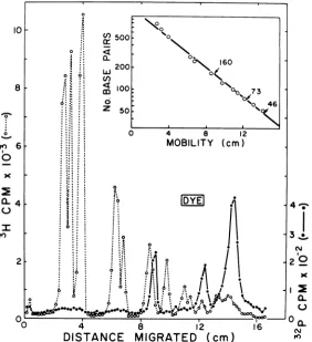 FIG. 5.HaeIIIeach0.5%termini Acrylamide-agarose gel electropherogram of the cleavage products produced by digestion with of terminally labeled AAV duplex DNA