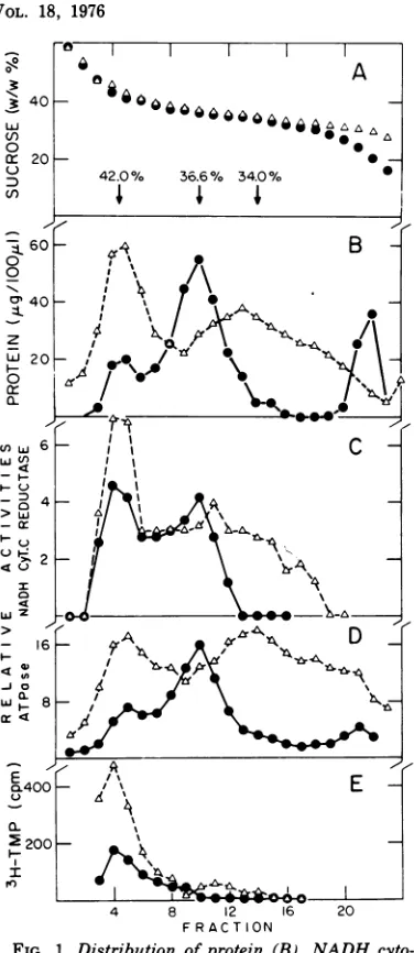 FIG.1.1,000incorporatedlibriumhamsterchromex Distribution of protein (B), NADH cyto- c reductase (C), ATPase (D), and [3H]TMP (E) by gradient (A) samples after equi- sedimentation (21 h at 25,000 rpm) of a x g, 10-min (H-1) pellet () and an 80,000g,30-min(H-3)pellet(-)fromhealthy brain.