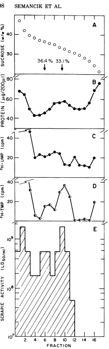 FIG. 4.erase Distribution of protein (B), RNA polym- activity as indicated by [3H]UMP incorporation