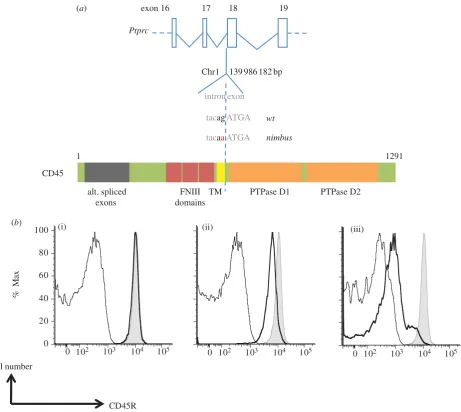 Figure 5. Nimbus results from a loss of function mutation in the Ptprc gene. (a) Schematic diagram showing the location of single nucleotide mutation atChr1:139986183 at the þ1 intronic position of the exon 17 splice donor sequence and the location of the 