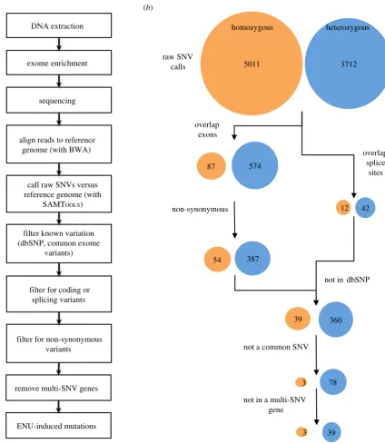 Figure 2. Workflow and filtering strategy used to identify de novo protein-changing mutations