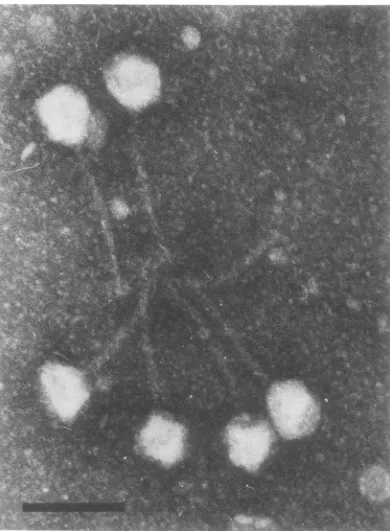 TABLE 1. Inactivation ofphage 2 by anti-phage 2and anti-depolymerase sera