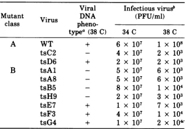 TABLE 1. Quantification ofvirus particles at different time intervals in thin sections ofcells infected with theWT virus at 34 and 38 C