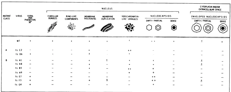 TABLE 4. Virion forms and virus-specific alterations in cells infected with WT virus and ts mutants at 38 Ca