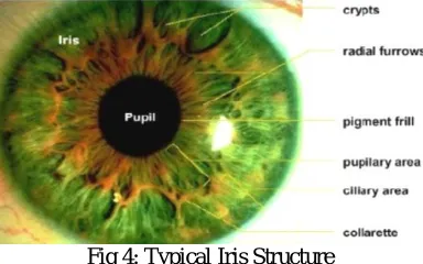 Fig 4: Typical Iris Structure 
