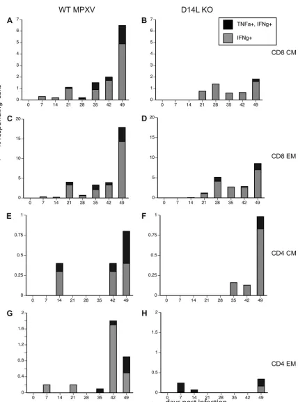 FIG. 8. MPXV-Z-speciﬁc T cells in BAL ﬂuid of WT and D14L KO MPXV-Z-infected animals. ICCS was performed as described for Fig