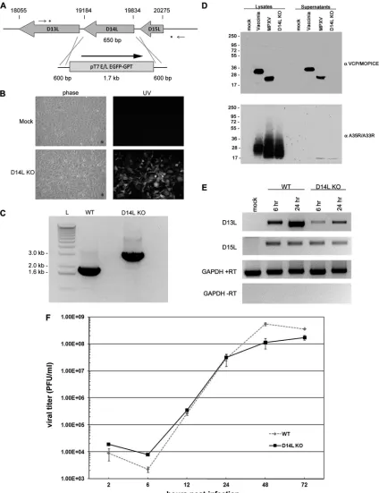 FIG. 1. Construction of D14L KO MPXV-Z. (A) Overview of recombination approach utilized to remove D14L from the MPXV-Z genome.Asterisks indicate the location of recombination within the genomic DNA, small arrows indicate location of primers used in PCR analysis of recombinant
