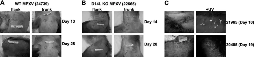 FIG. 2. Development of pox lesions in WT and D14L KO MPXV-Z-infected rhesus macaques. Images of skin lesions demonstrating thedevelopment of pox lesions on skin (ﬂank and trunk) of infected RM over the course of infection