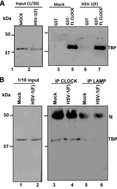 FIG. 1. The TBP subunit of TFIID exists in complex with CLOCK.(A) Lysates from mock- or HSV-1(F)-infected (10 PFU/cell) HEp-2