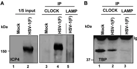 FIG. 3. GST-CLOCK pulls down ICP4 and ICP27. Puriﬁed GST orGST-CLOCK proteins immobilized on beads were reacted with equal