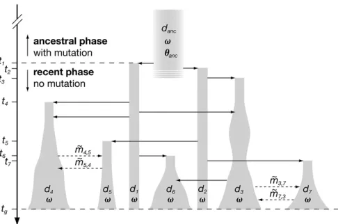 Figure 2 Schematic representation of the demographic model motivatedconnected demes,access to matings,census size