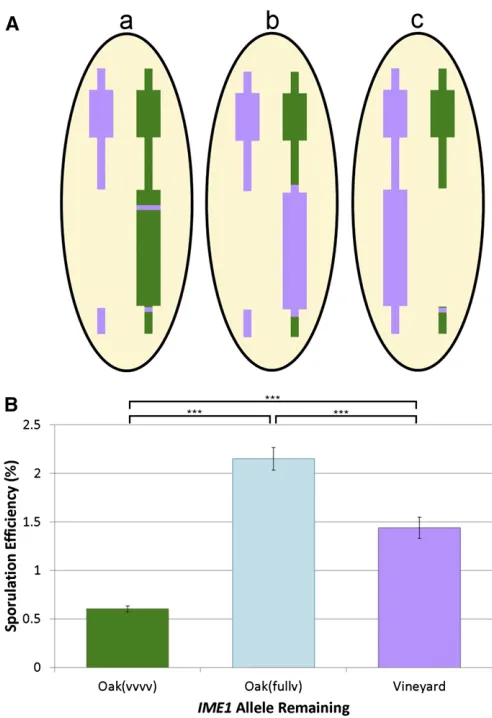 Figure 4 Modiﬁed reciprocal hemizygosity analysis of the IME1 locus. (A)Hybrid strains being compared in this analysis