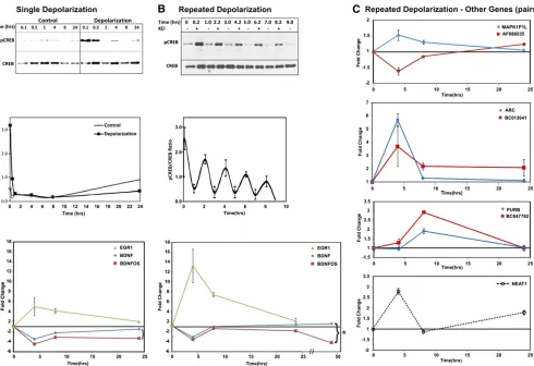 Figure 5 Repeated depolarizationregulation of BDNFOS at 24 ht (in the same SY5Y repeated depolarization time course as in B, showing multiple distinct patterns of expression of both codingand middle) is induced with a single depolarization of Sy5Ycells wit