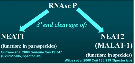 Figure   S3         Three   nuclear   lncRNAs   whose   levels   are   increased   in   more   electrophysiologically   active   areas   of   the   human   neocortex   form   a   network:   RNAse   P   is   essential   for   mat