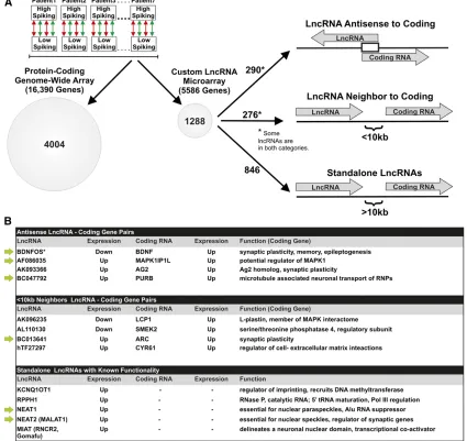 Figure 3 Genome-wide analysis of human cortex reveals activity-dependent codingstand-alone lncRNAs
